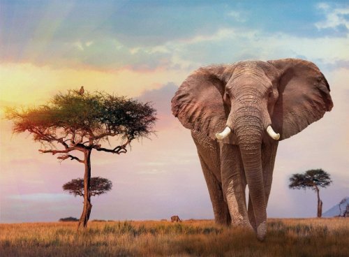 Palapeli: African Sunset (500)